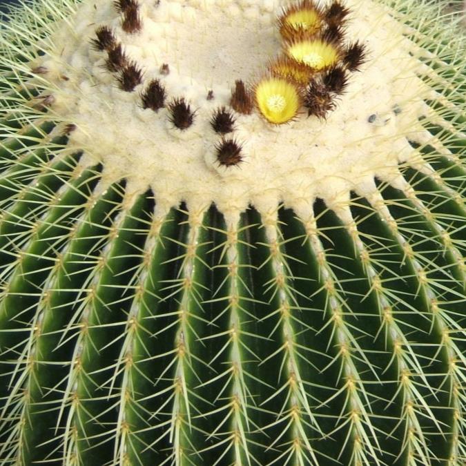 CACTUS IN 190MM POT