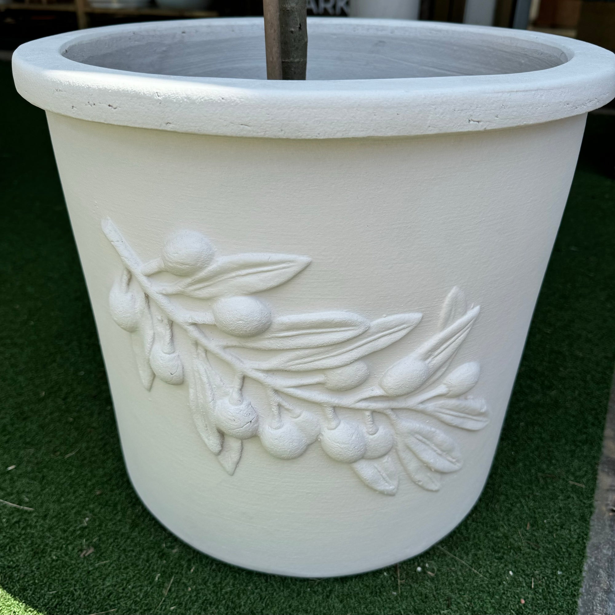 OLIVE TREE IN TERRACOTTA PLANTER