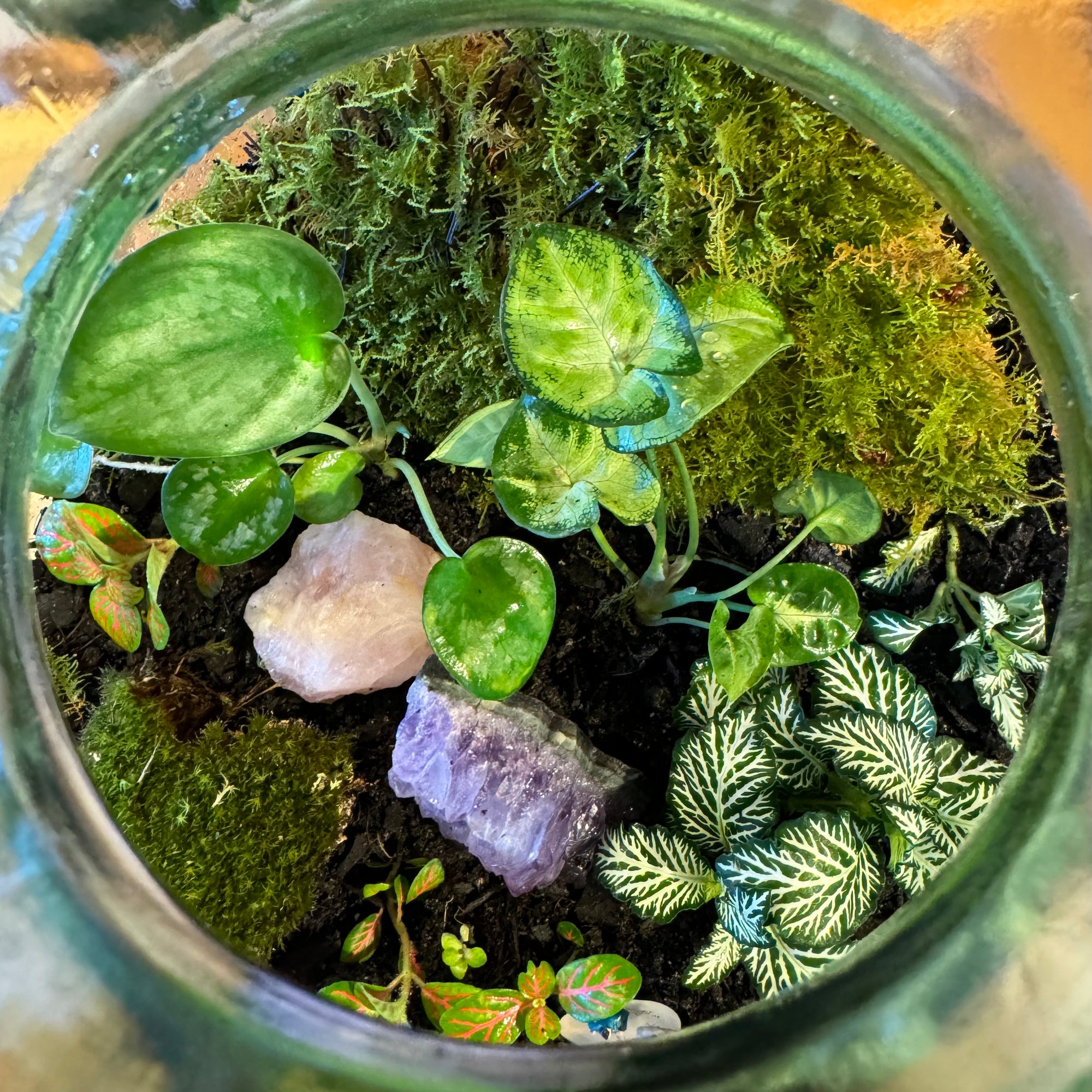 TERRARIUM IN SPANISH JAR