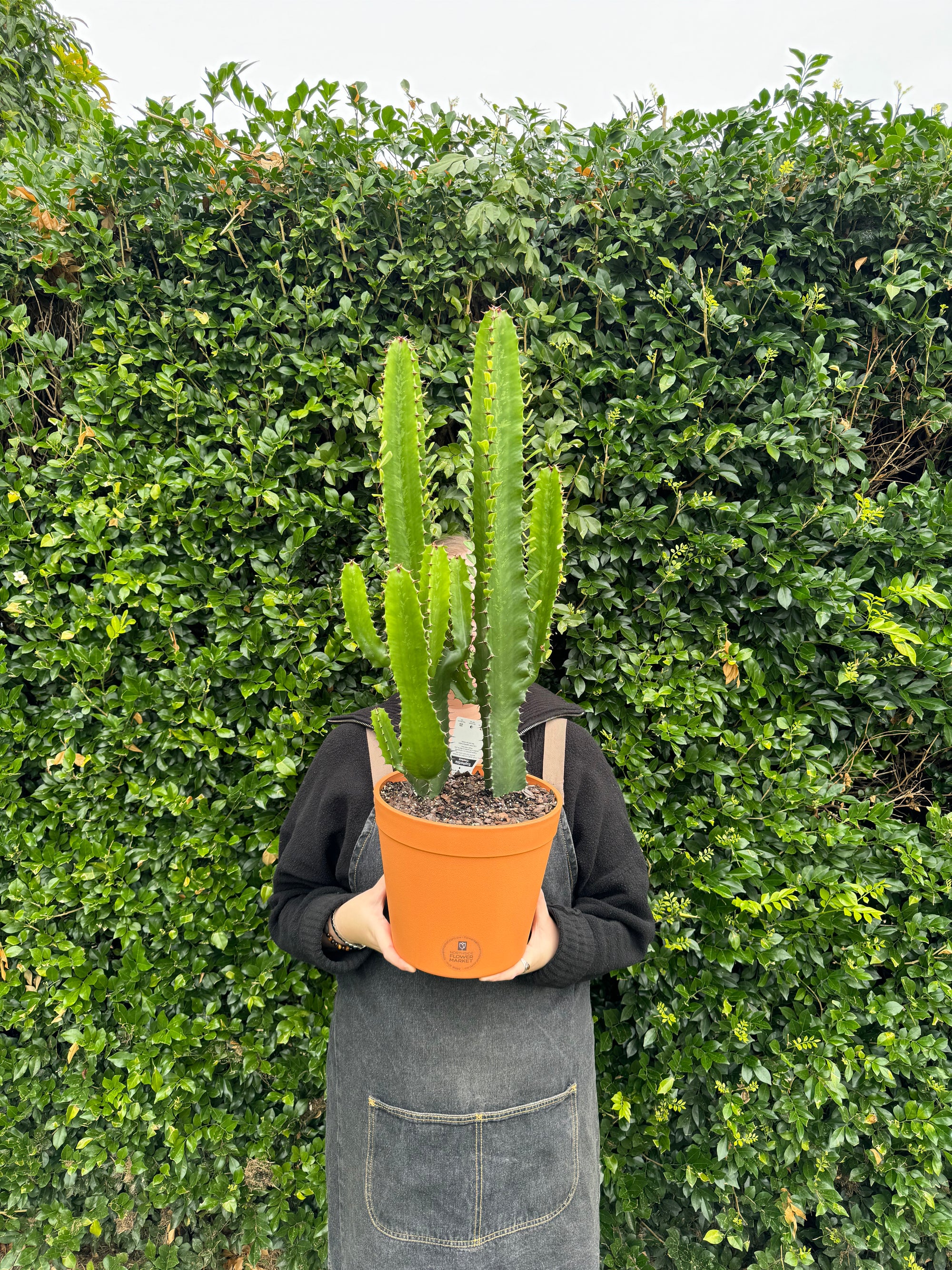 Euphorbia "Cowboy Cactus"