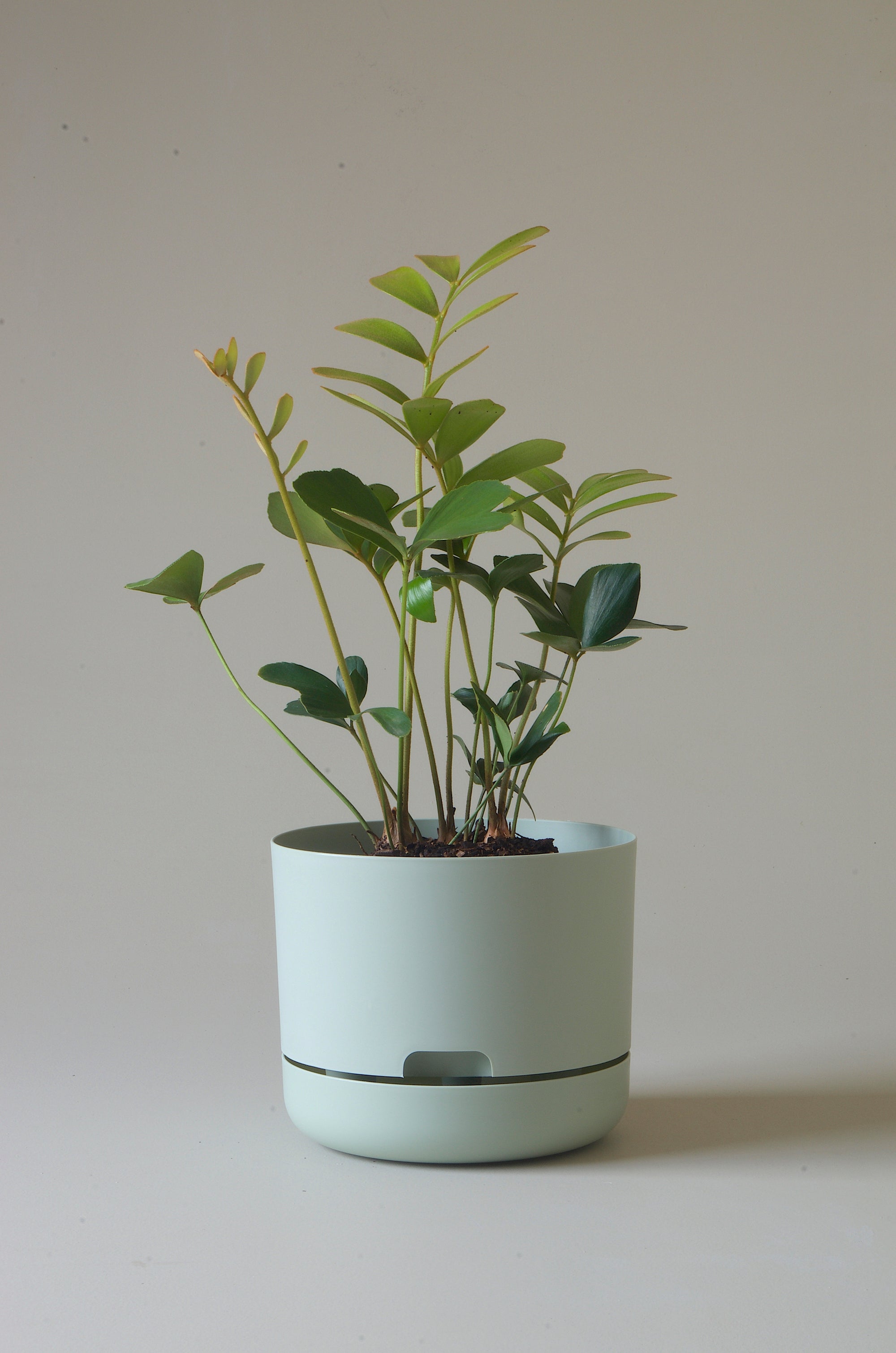 Decor X Mr Kitly Self Watering Plant Pot 215mm