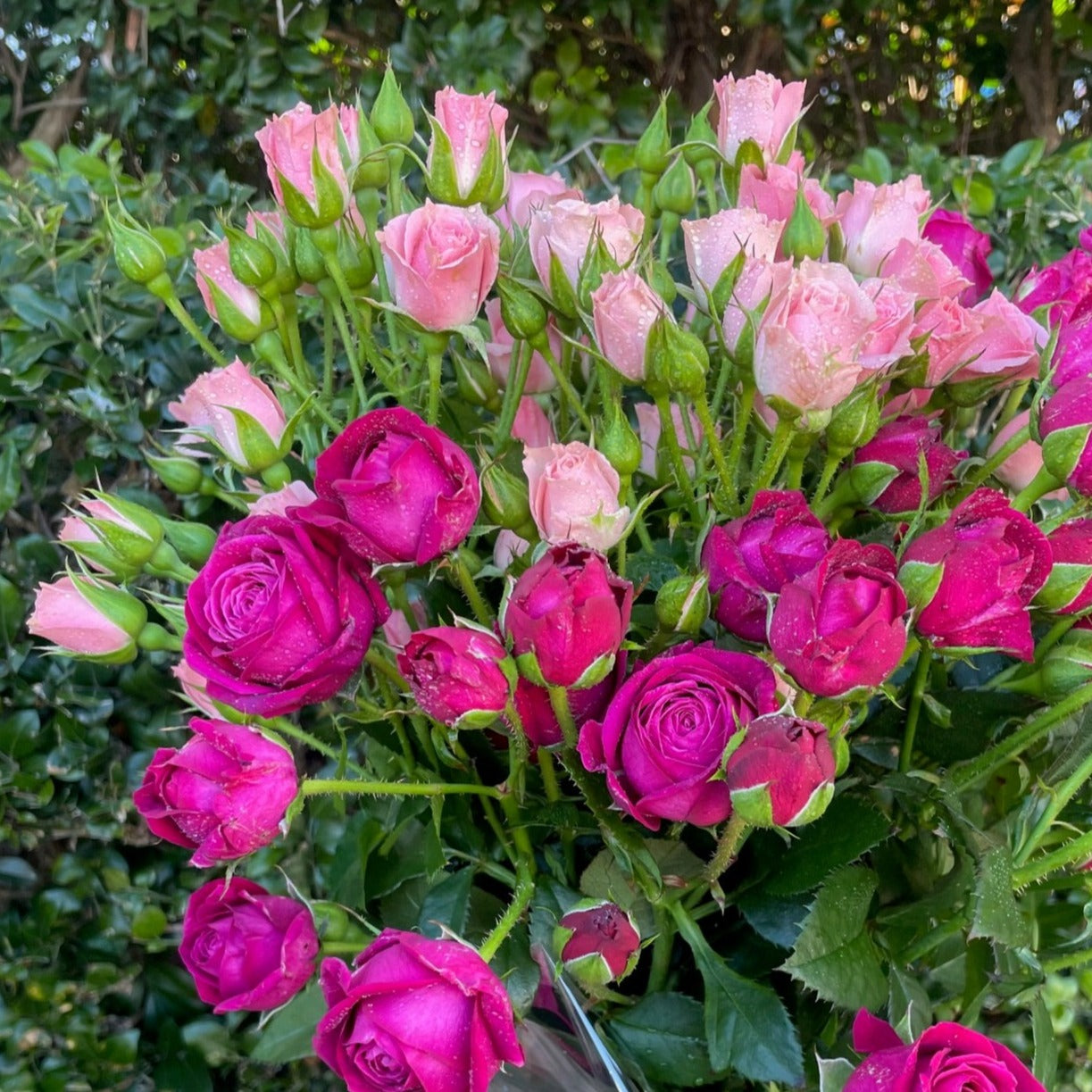 SPRAY ROSES IN VASE