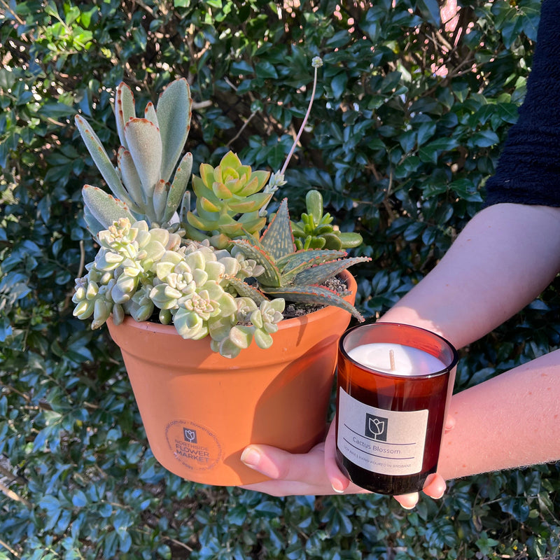 Plants - Brisbane | Northside Flower Market