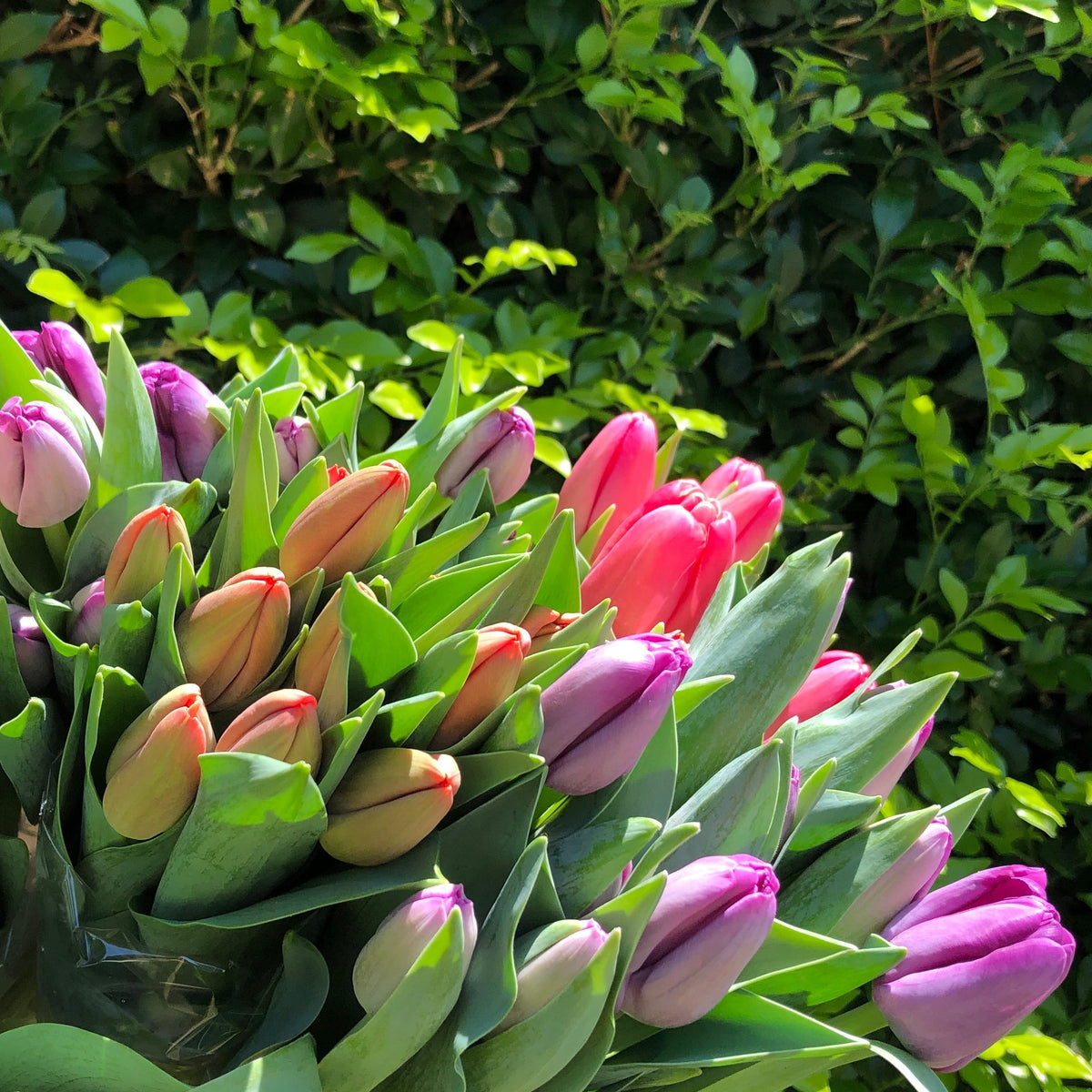 Market Flowers - Brisbane | Northside Flower Market